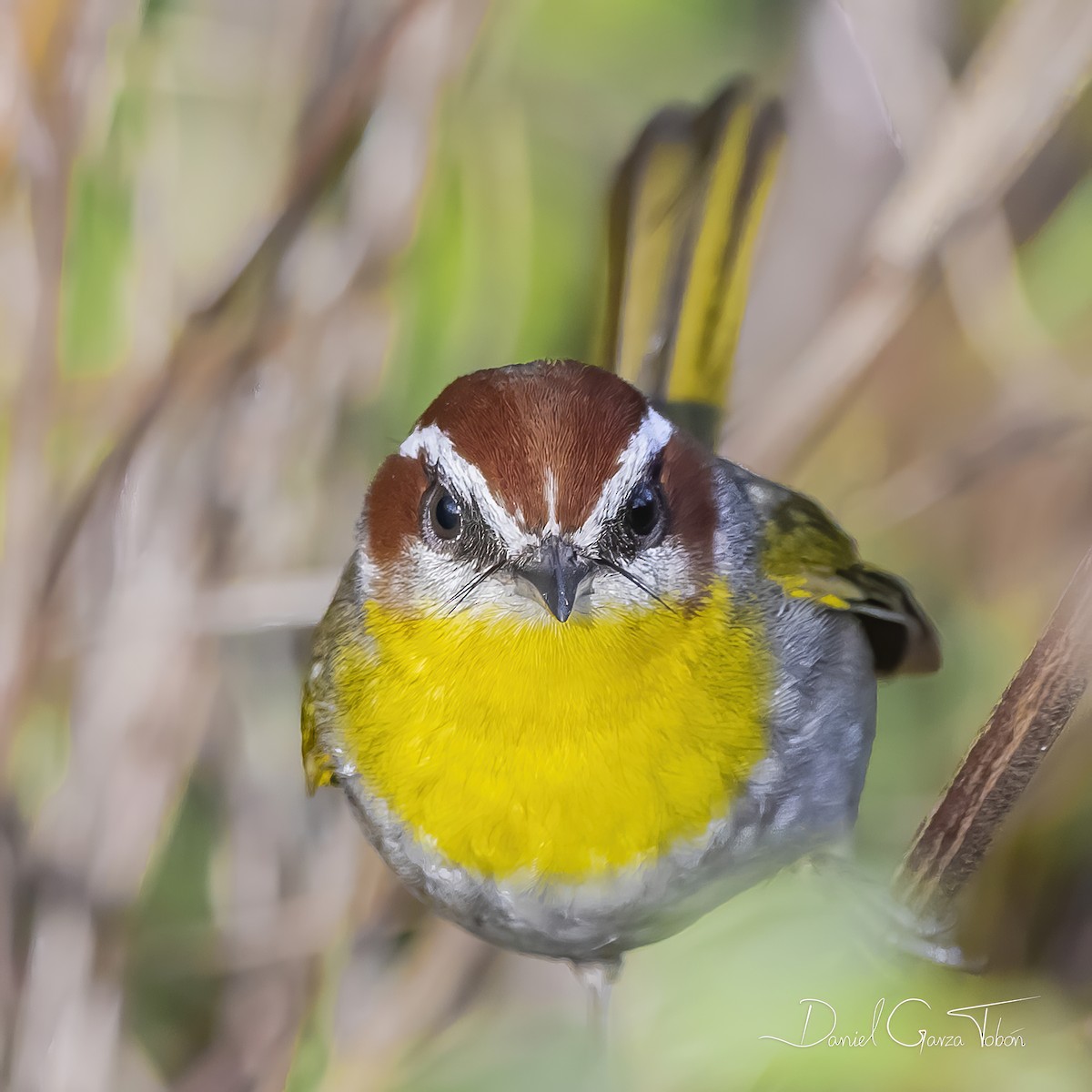 Rufous-capped Warbler - ML290640841
