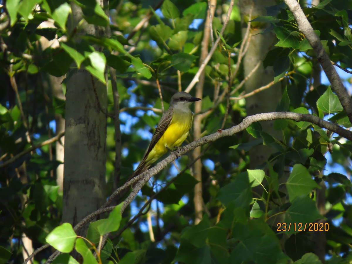 Tropical Kingbird - ML290641361