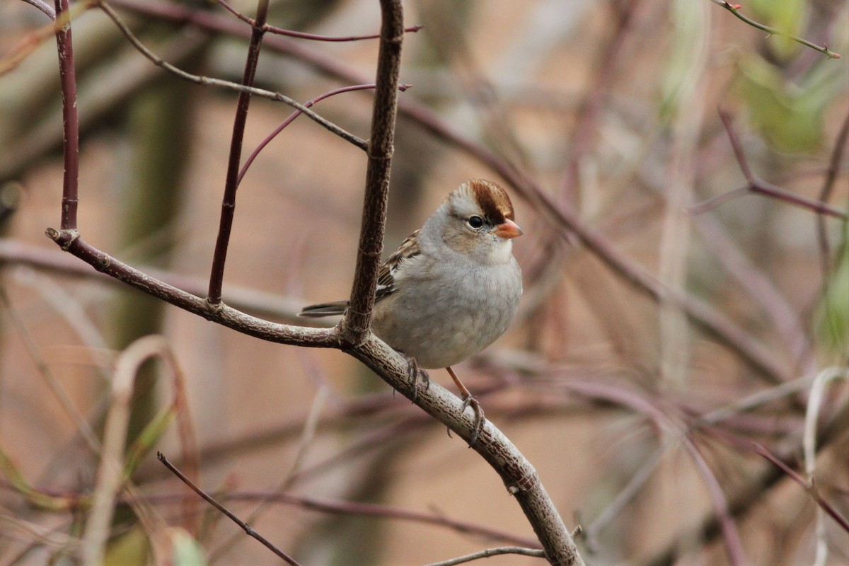 White-crowned Sparrow - ML290649351