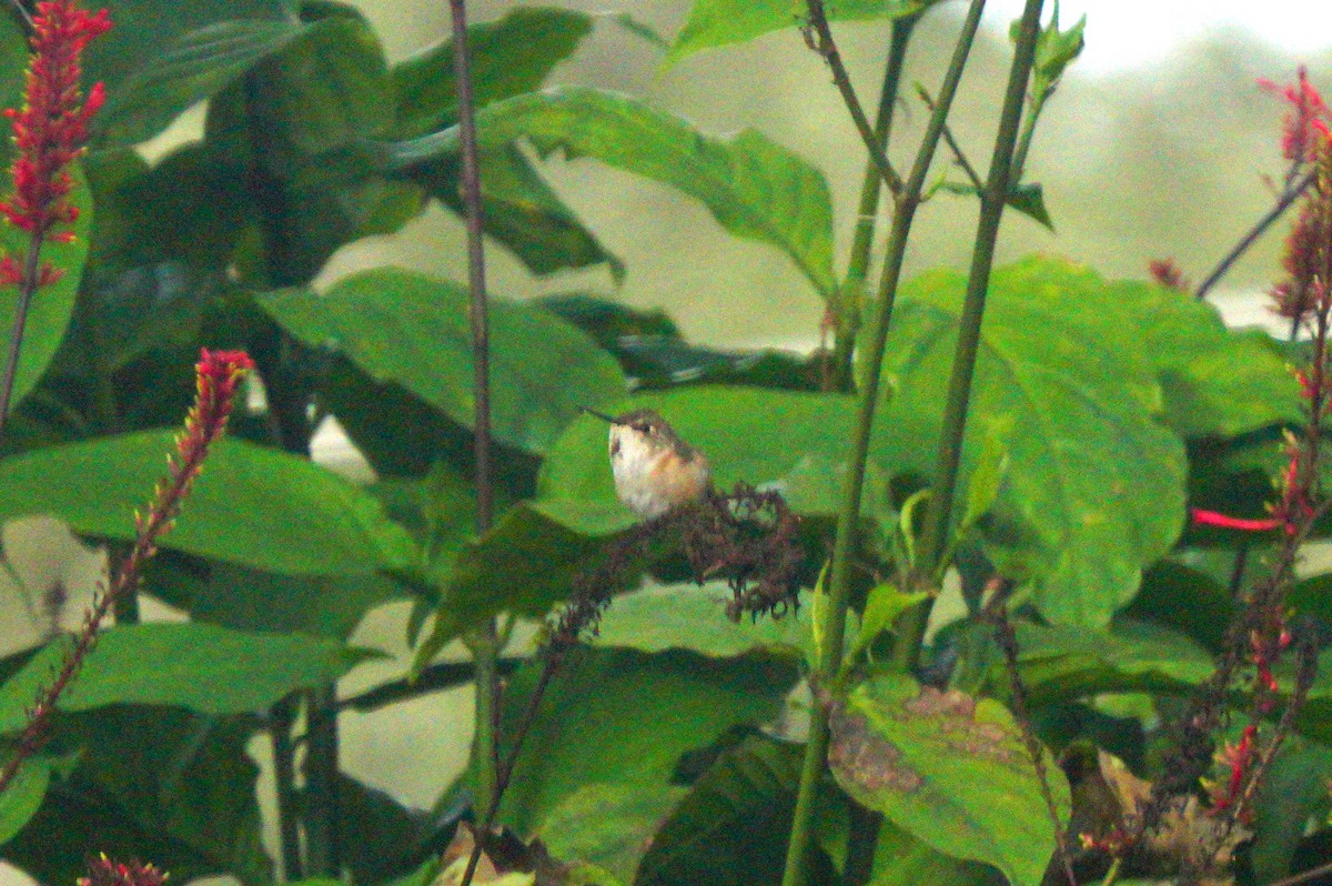 Rufous Hummingbird - ML290658491