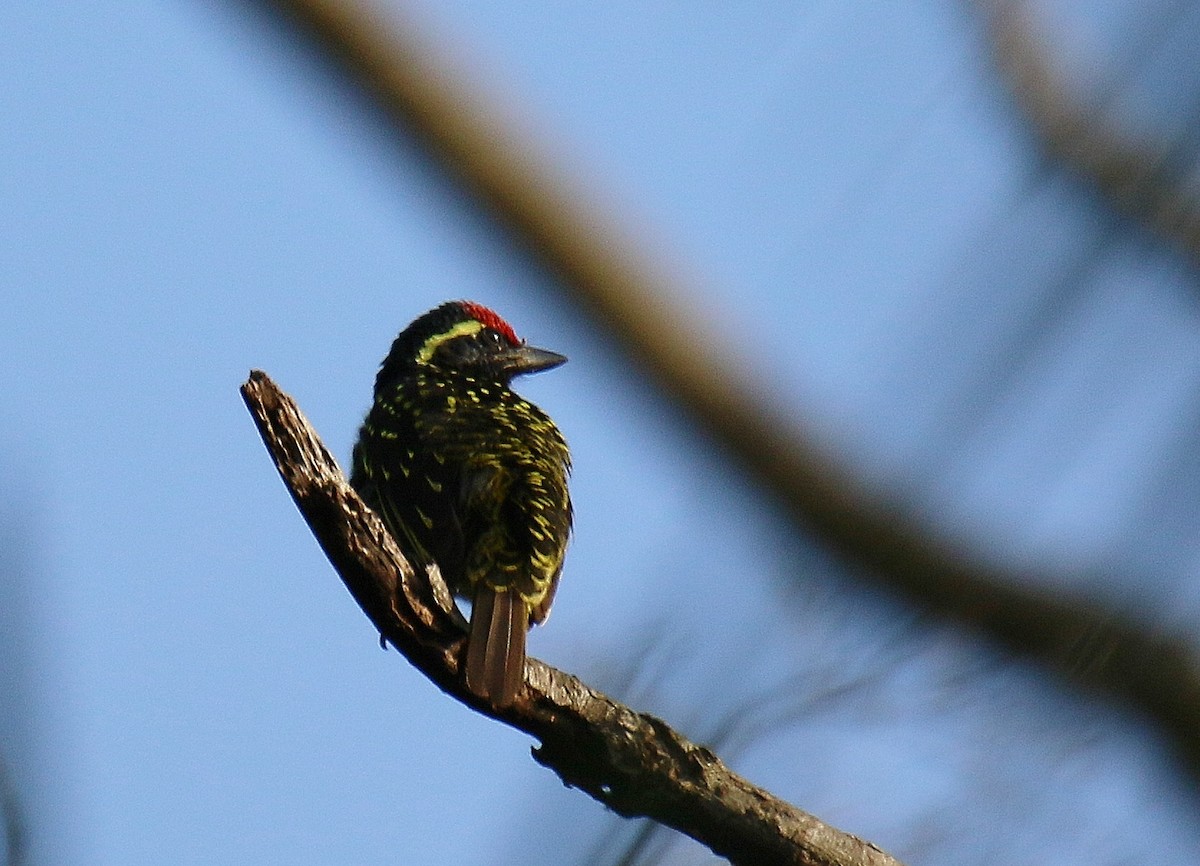 Yellow-spotted Barbet - ML290660601