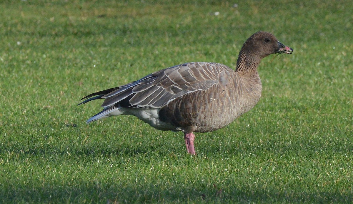 Pink-footed Goose - ML290661991