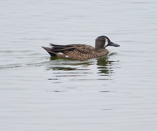 Blue-winged Teal, ML290667311