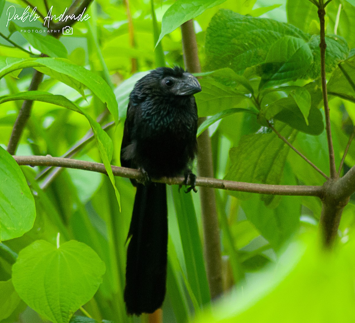 Groove-billed Ani - Pablo Andrade