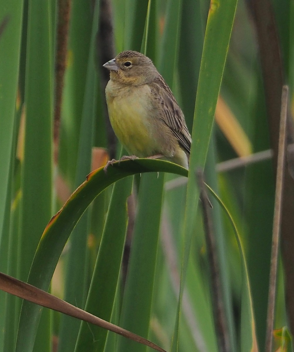 Grassland Yellow-Finch - Geraint Langford