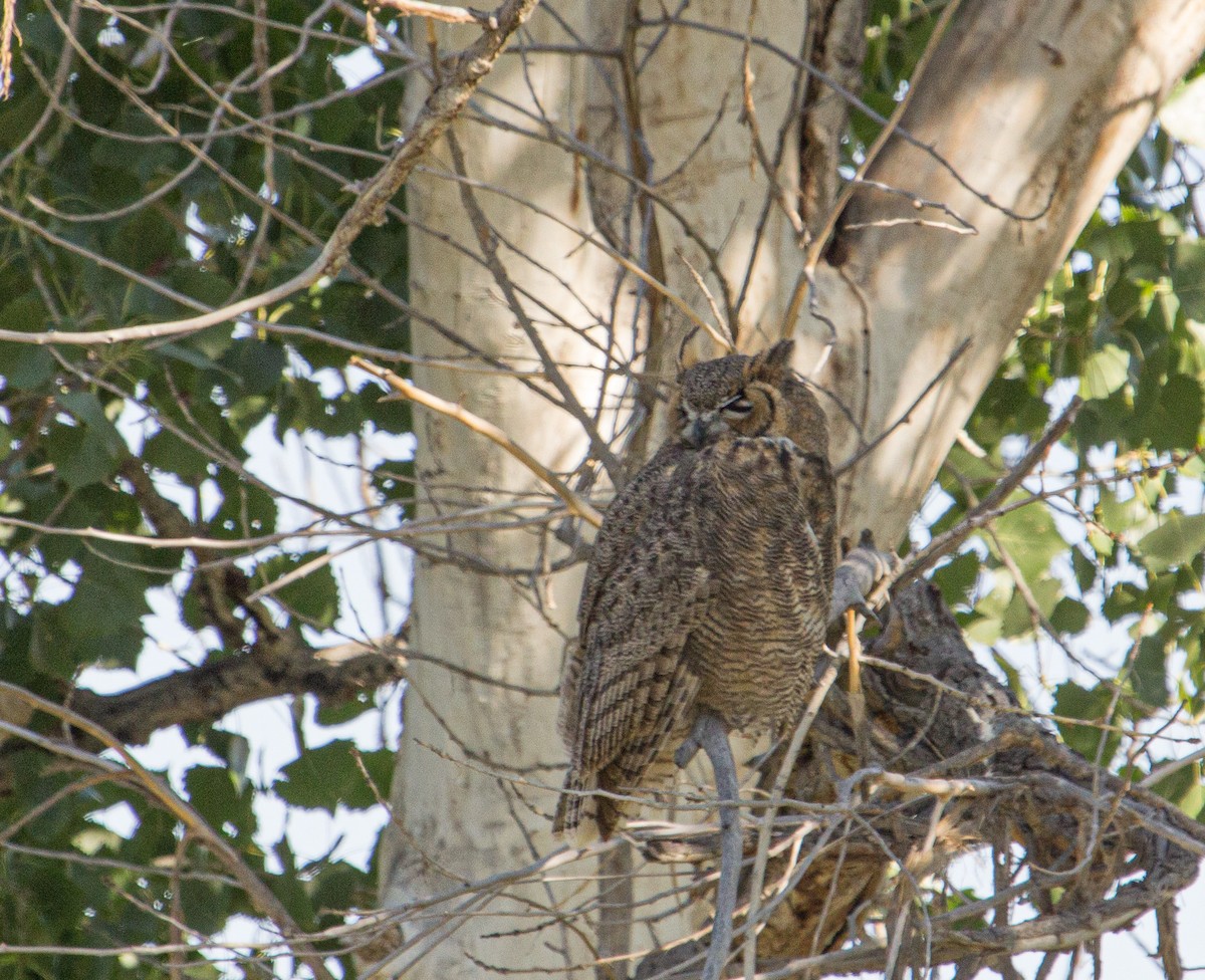 Great Horned Owl - ML290678681