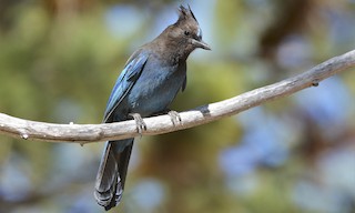  - Steller's Jay