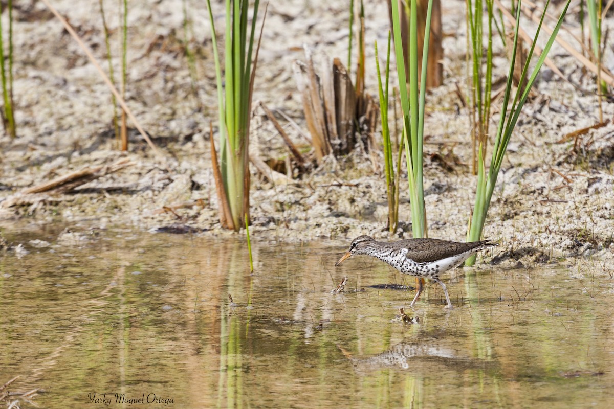 Spotted Sandpiper - Yarky Moguel
