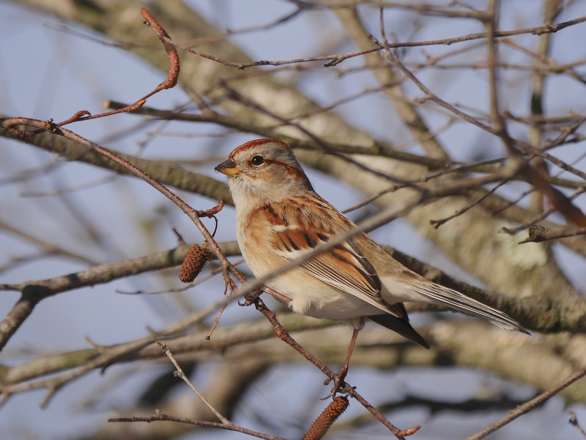 American Tree Sparrow - Jeffrey Thomas
