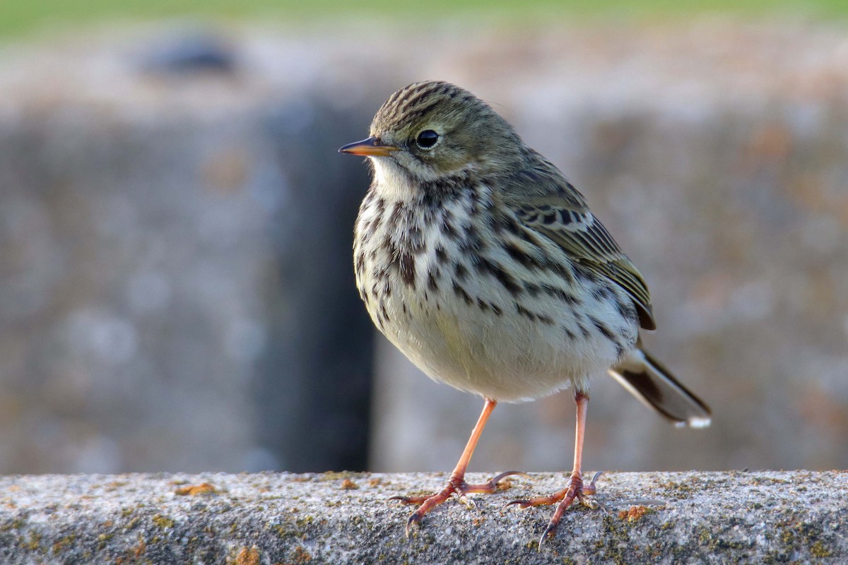 Meadow Pipit - ML290691311