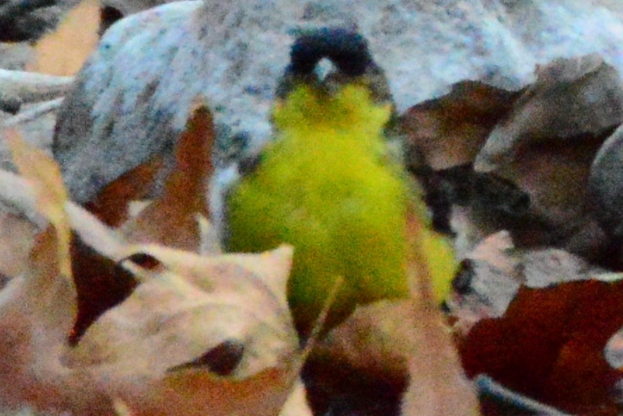 Lesser Goldfinch - Domenic Rocco
