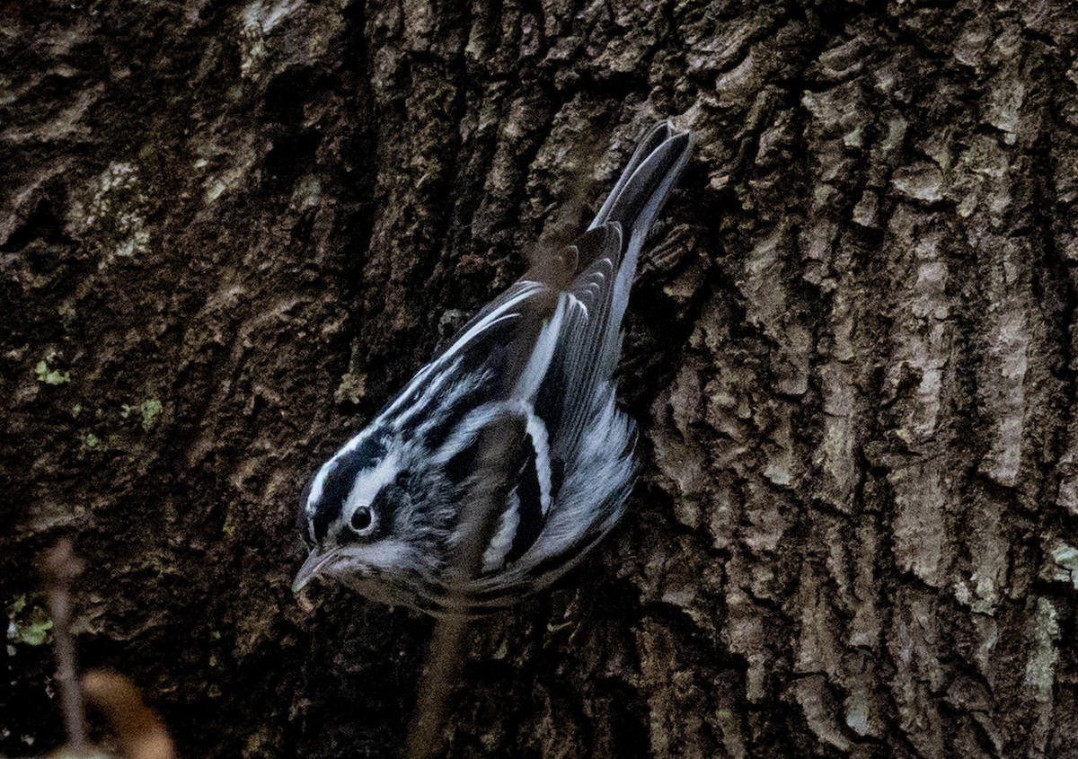 Black-and-white Warbler - ML290692461