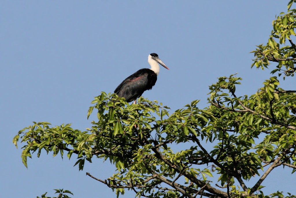 Asian Woolly-necked Stork - ML29069621
