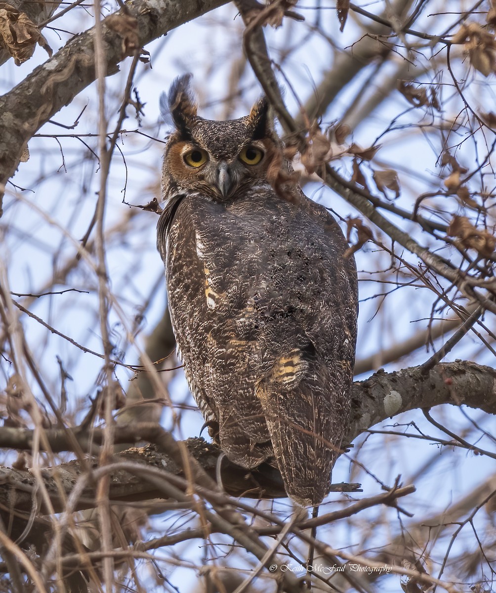 Great Horned Owl - Keith McFaul