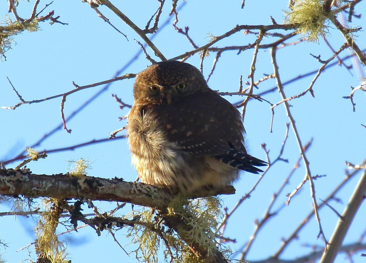 Northern Pygmy-Owl - ML290700831