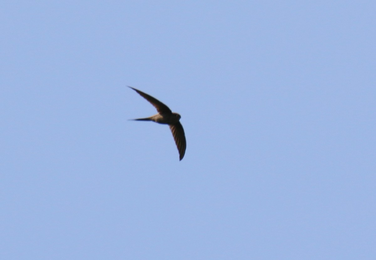 African Palm Swift - Kevin Lester