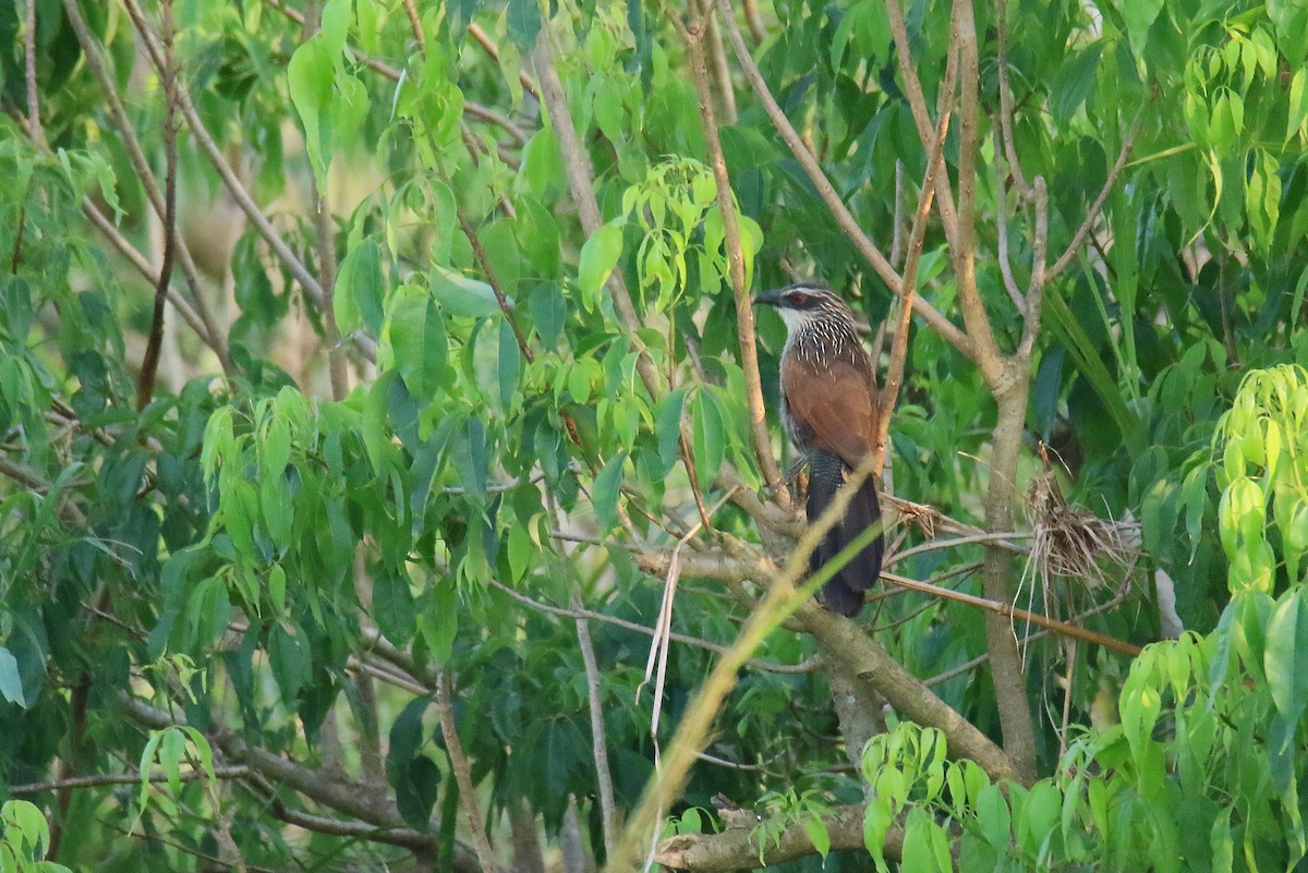 White-browed Coucal - ML290705441