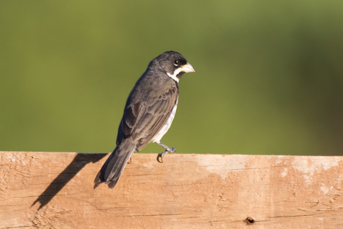 Double-collared Seedeater - ML290708431