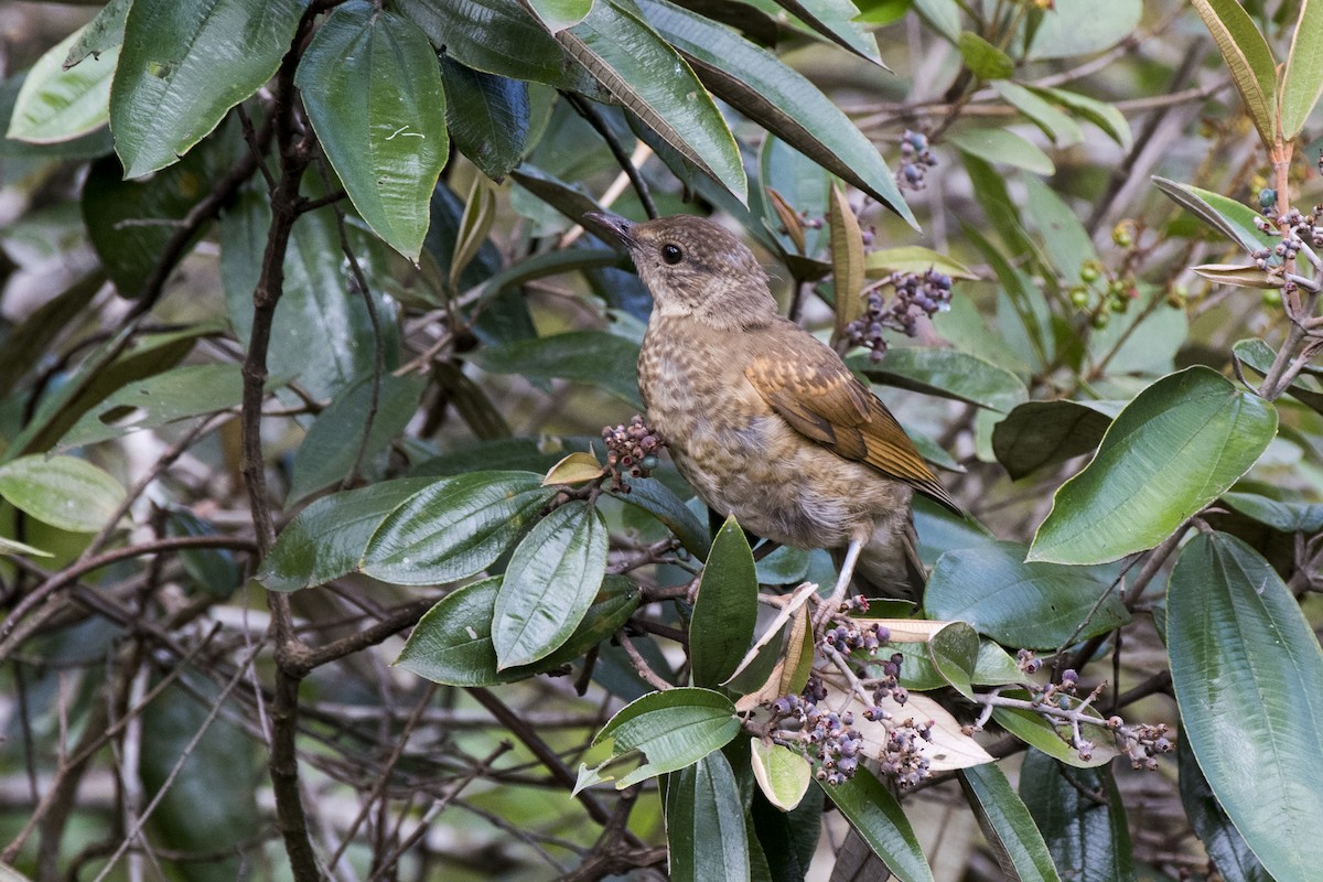 Pale-breasted Thrush - ML290713251
