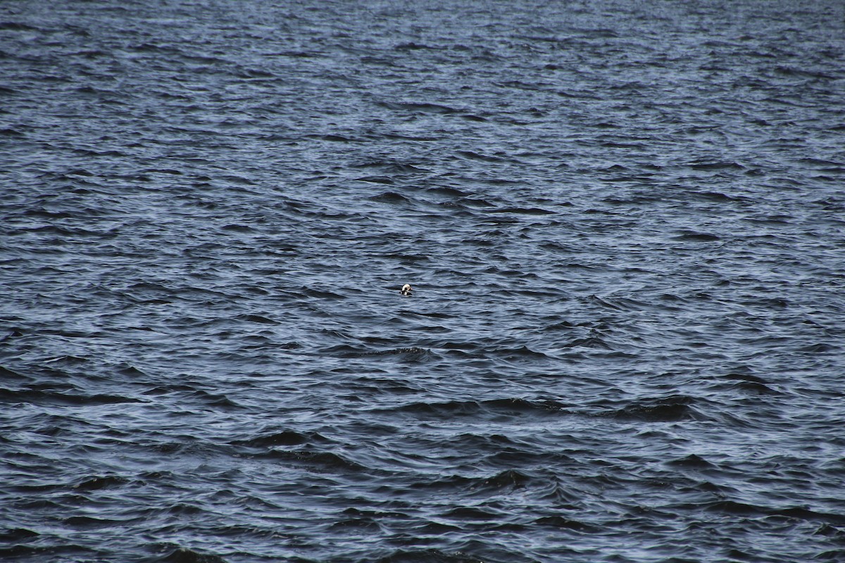 Long-tailed Duck - ML290715211