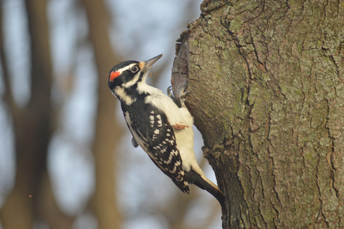 Hairy Woodpecker - Lambert Gauthier