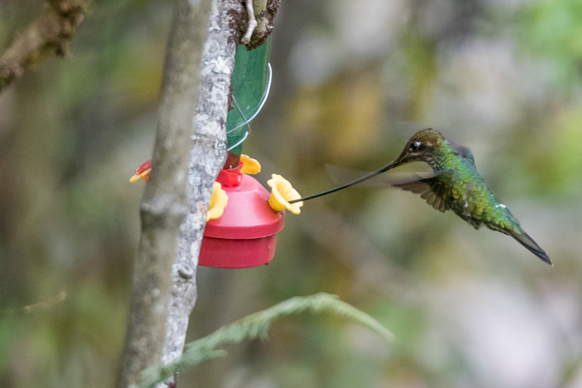 Sword-billed Hummingbird - Layton Rikkers