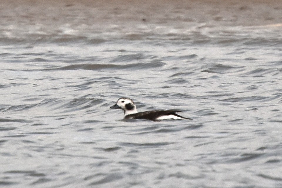 Long-tailed Duck - ML290726511