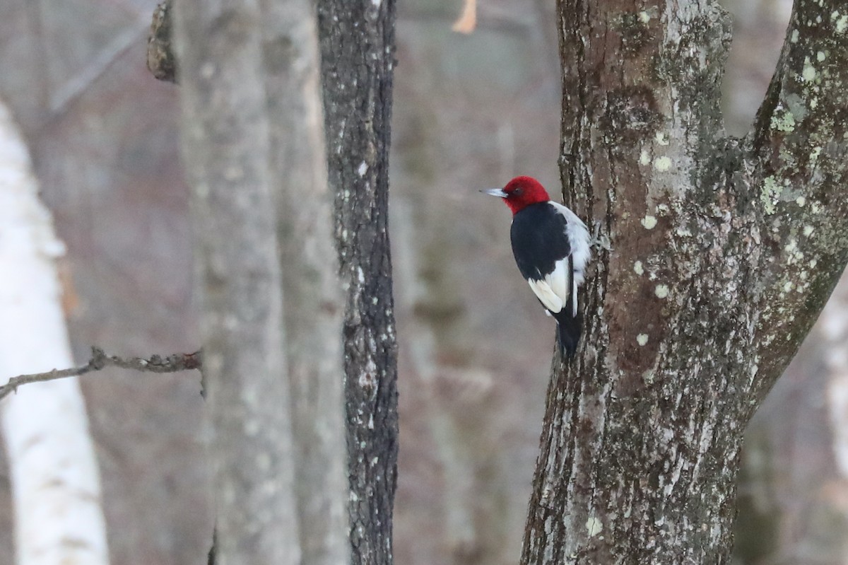Red-headed Woodpecker - ML290726551