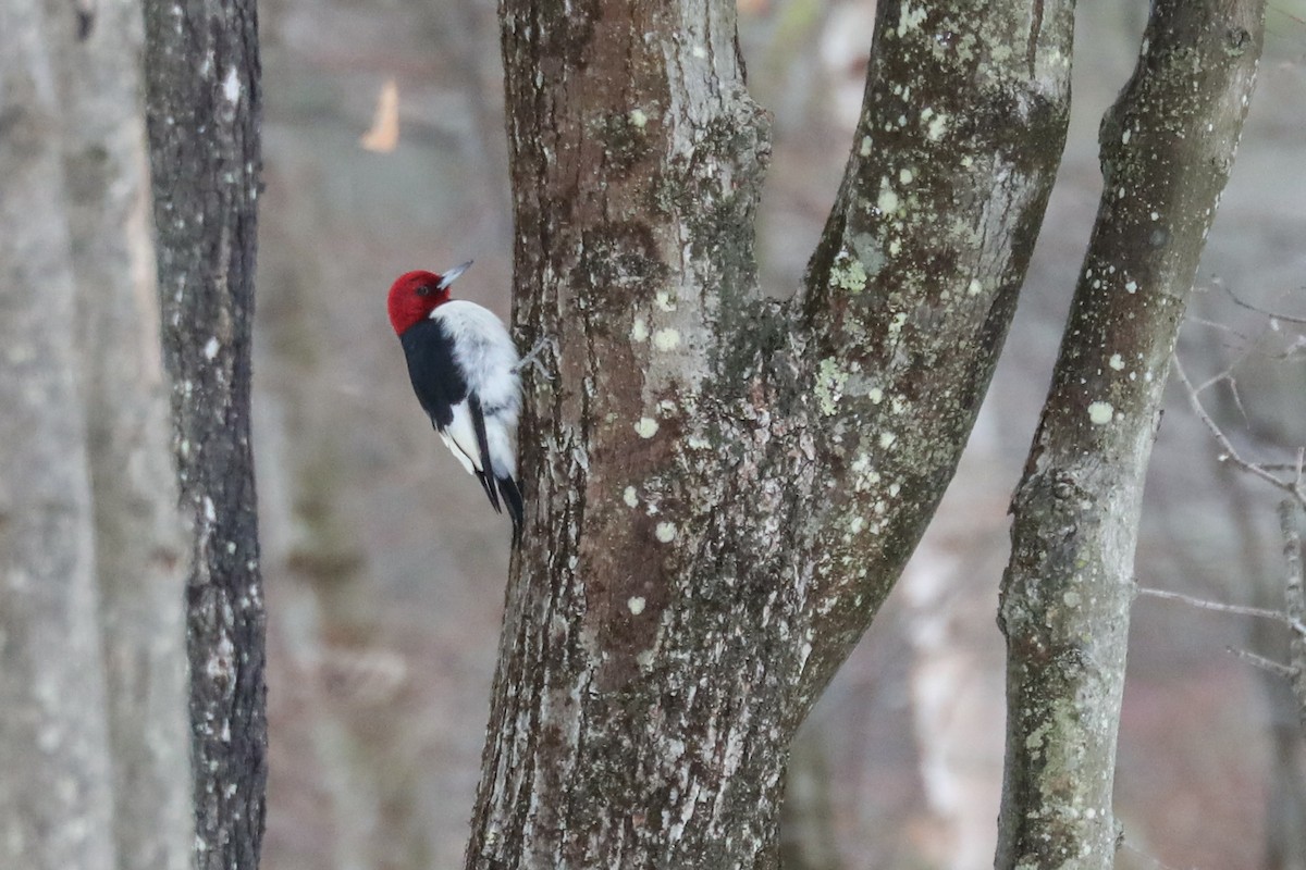 Red-headed Woodpecker - ML290726571