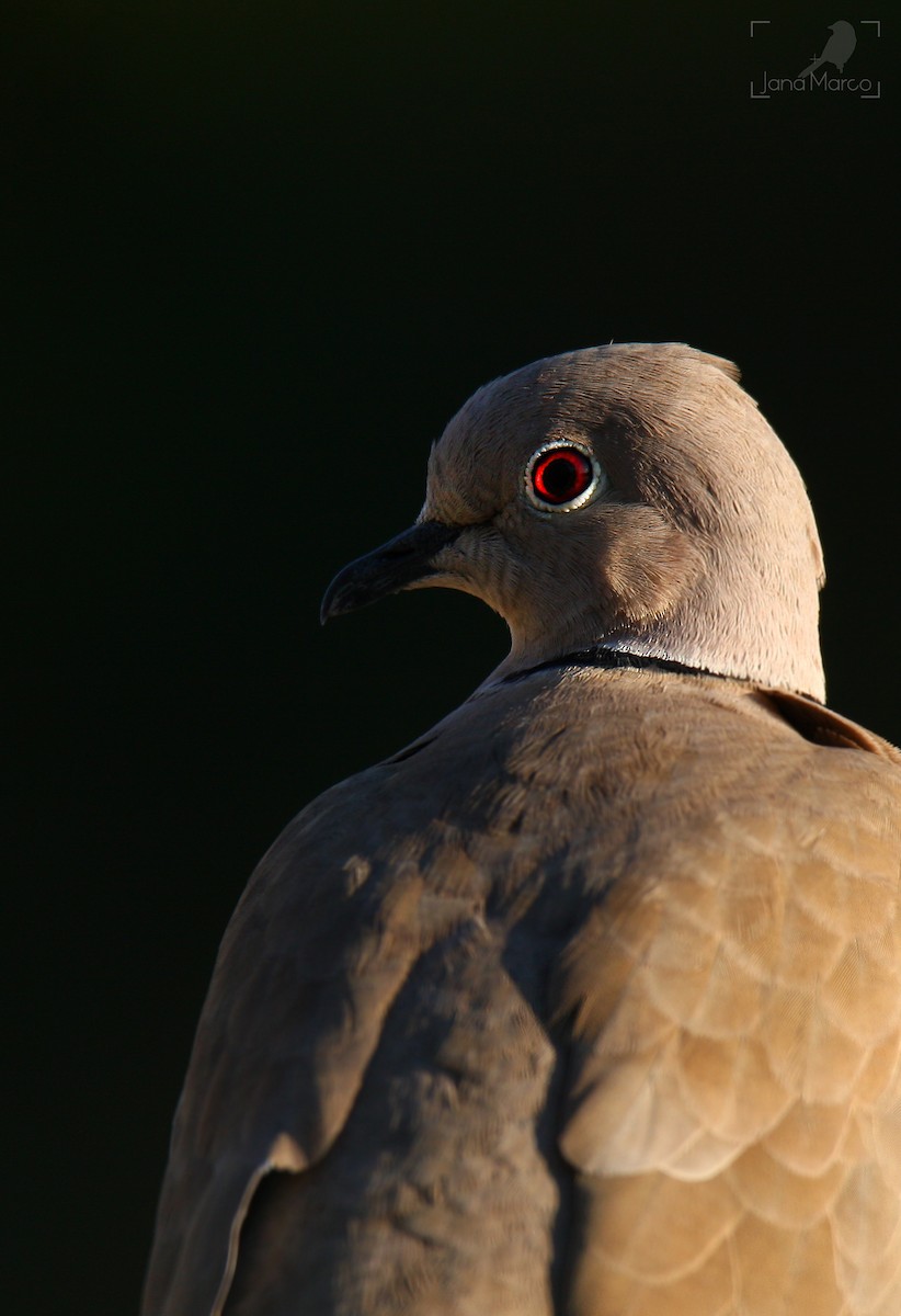 Eurasian Collared-Dove - ML290728281