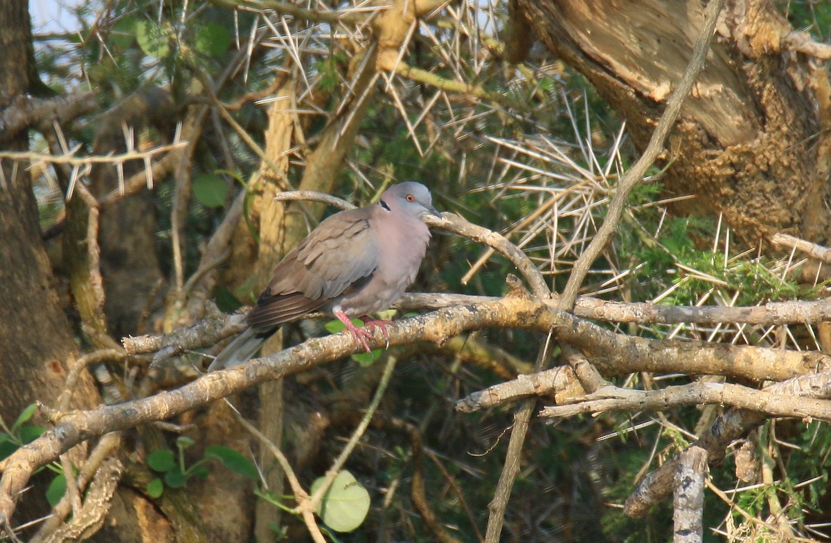 Mourning Collared-Dove - ML290729121