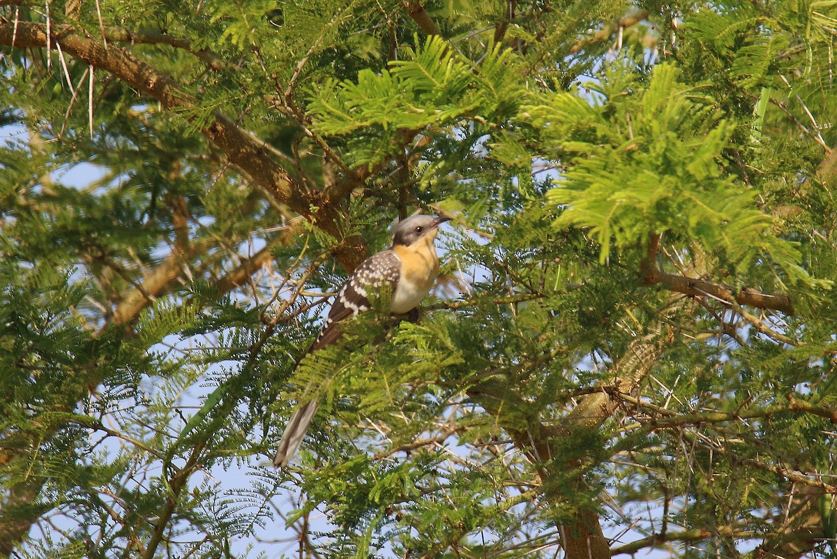 Great Spotted Cuckoo - ML290733631