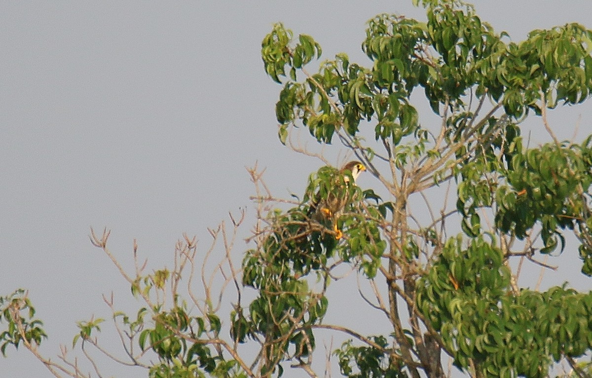 Red-necked Falcon (African) - ML290734021