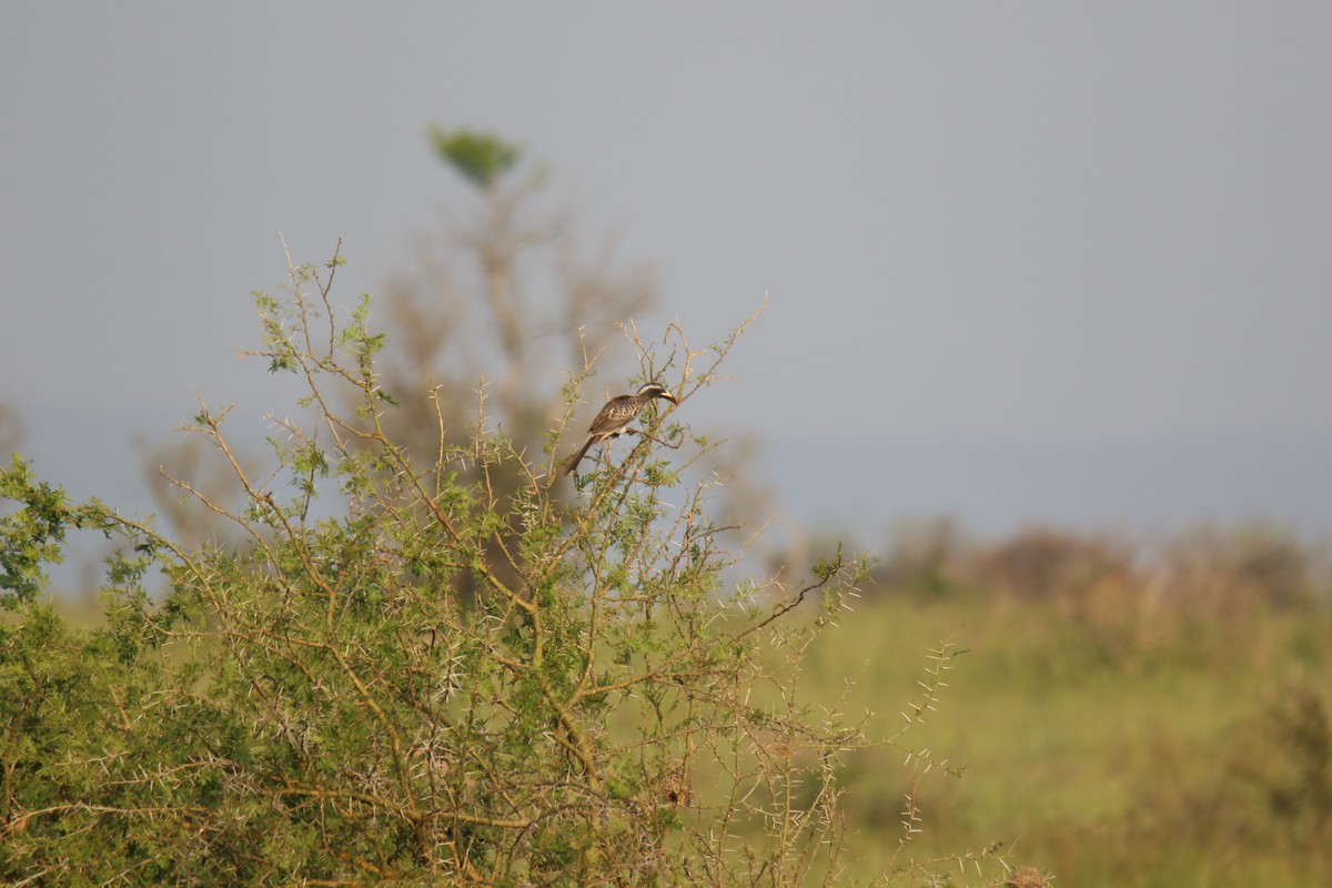 African Gray Hornbill - Kevin Lester
