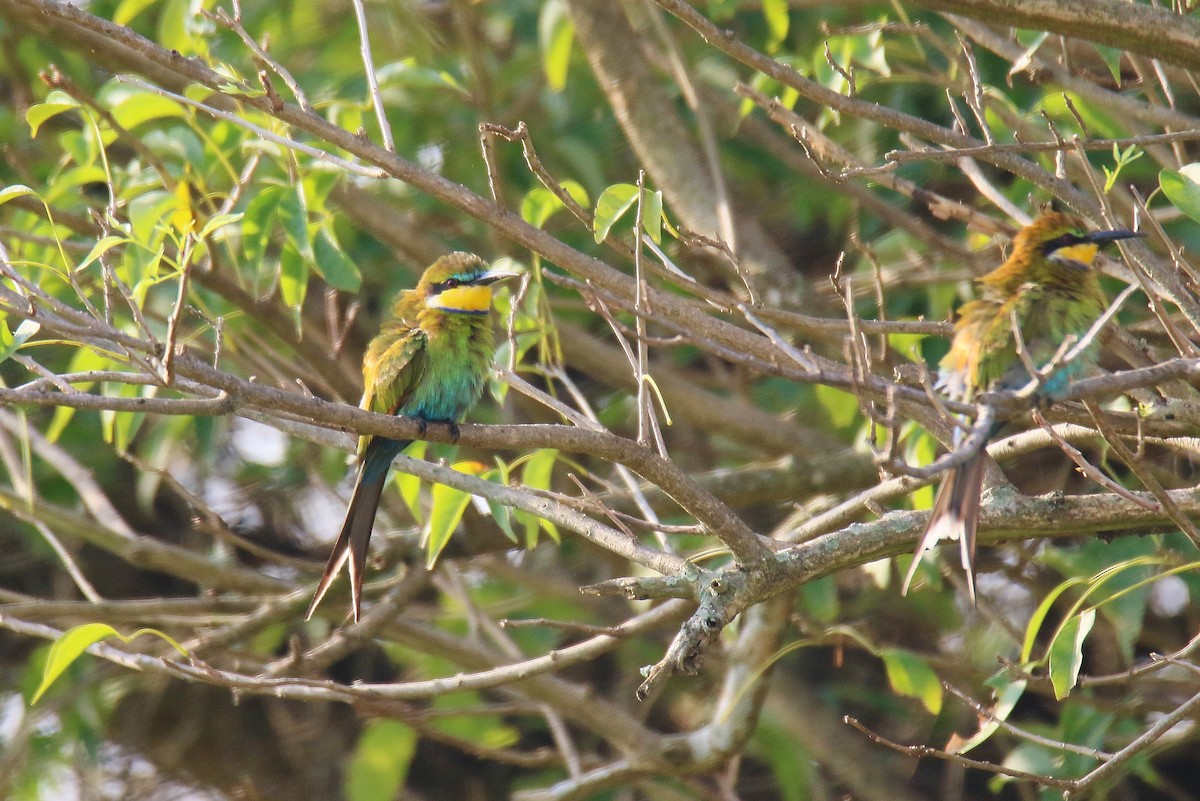 Swallow-tailed Bee-eater - ML290737831