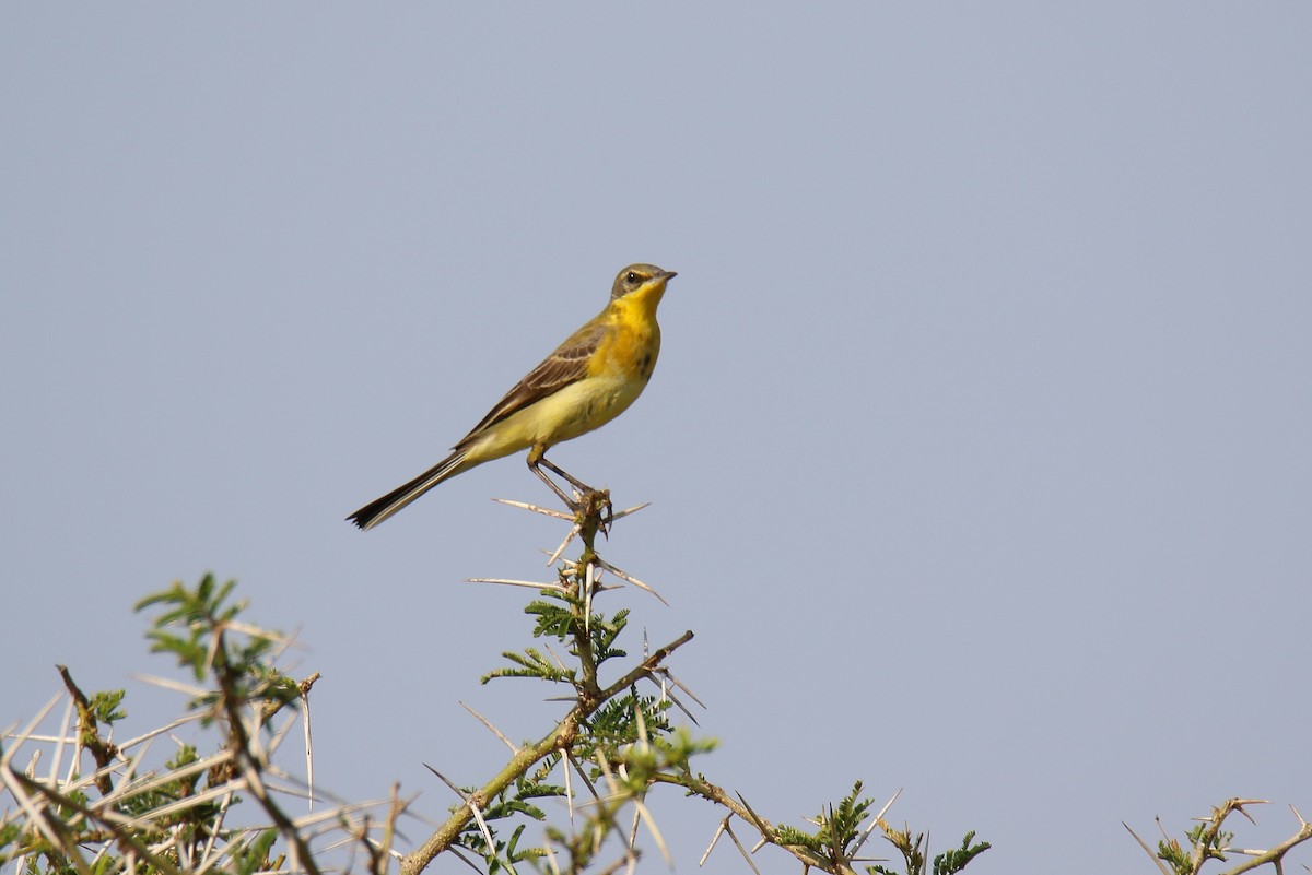 Western Yellow Wagtail - Kevin Lester