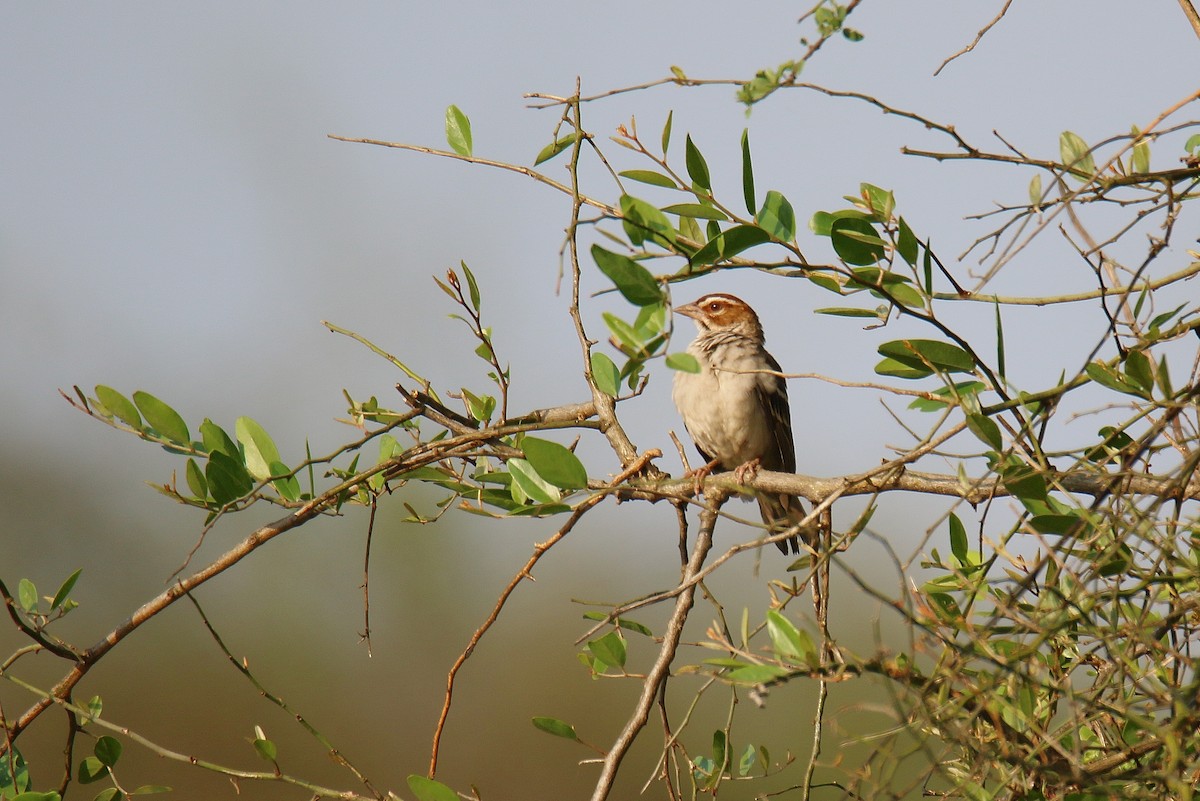 Chestnut-crowned Sparrow-Weaver - Kevin Lester