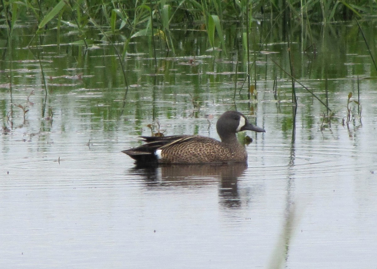 Blue-winged Teal - ML290746351
