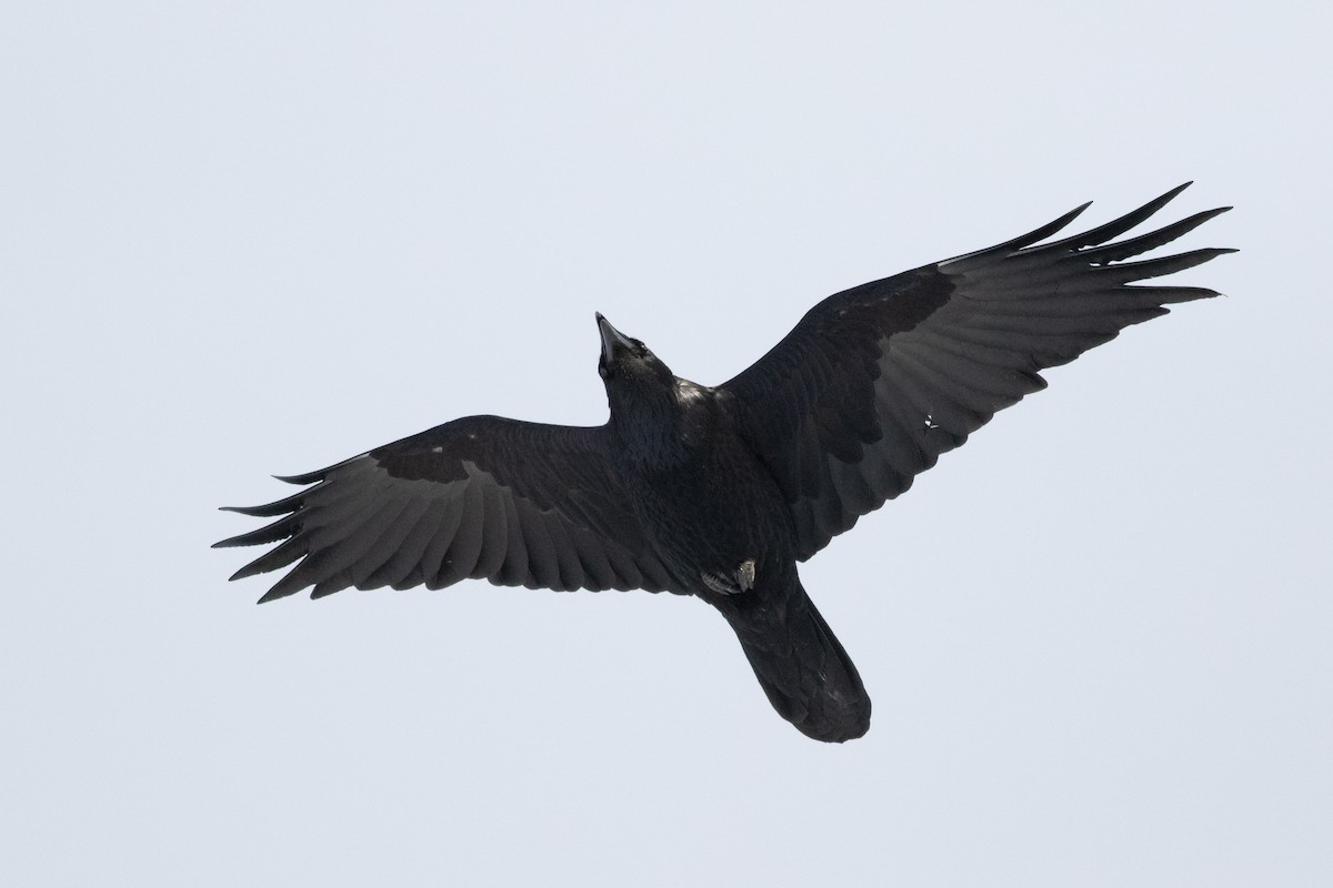 Common Raven - Gavin McKinnon