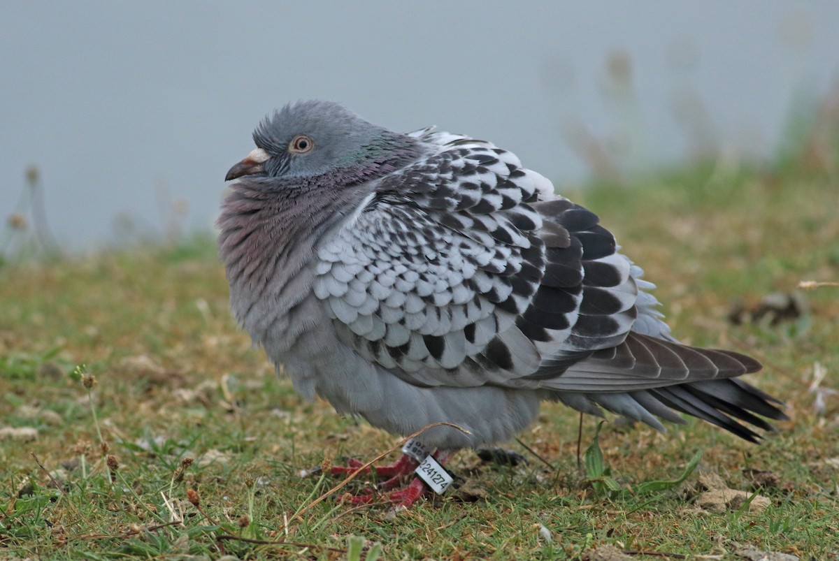 Rock Pigeon (Feral Pigeon) - Andrew Steele