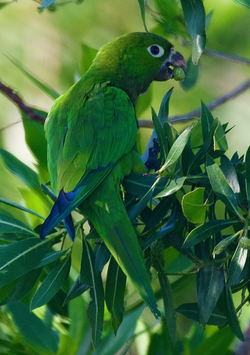 Olive-throated Parakeet - Trey Rogers