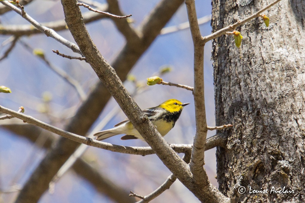 Black-throated Green Warbler - Louise Auclair