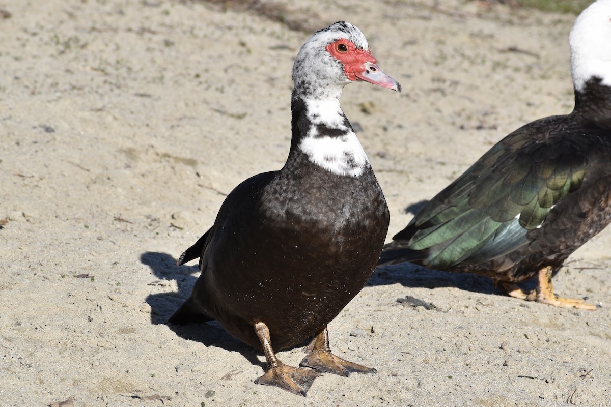 Muscovy Duck (Domestic type) - Michelle Thurber