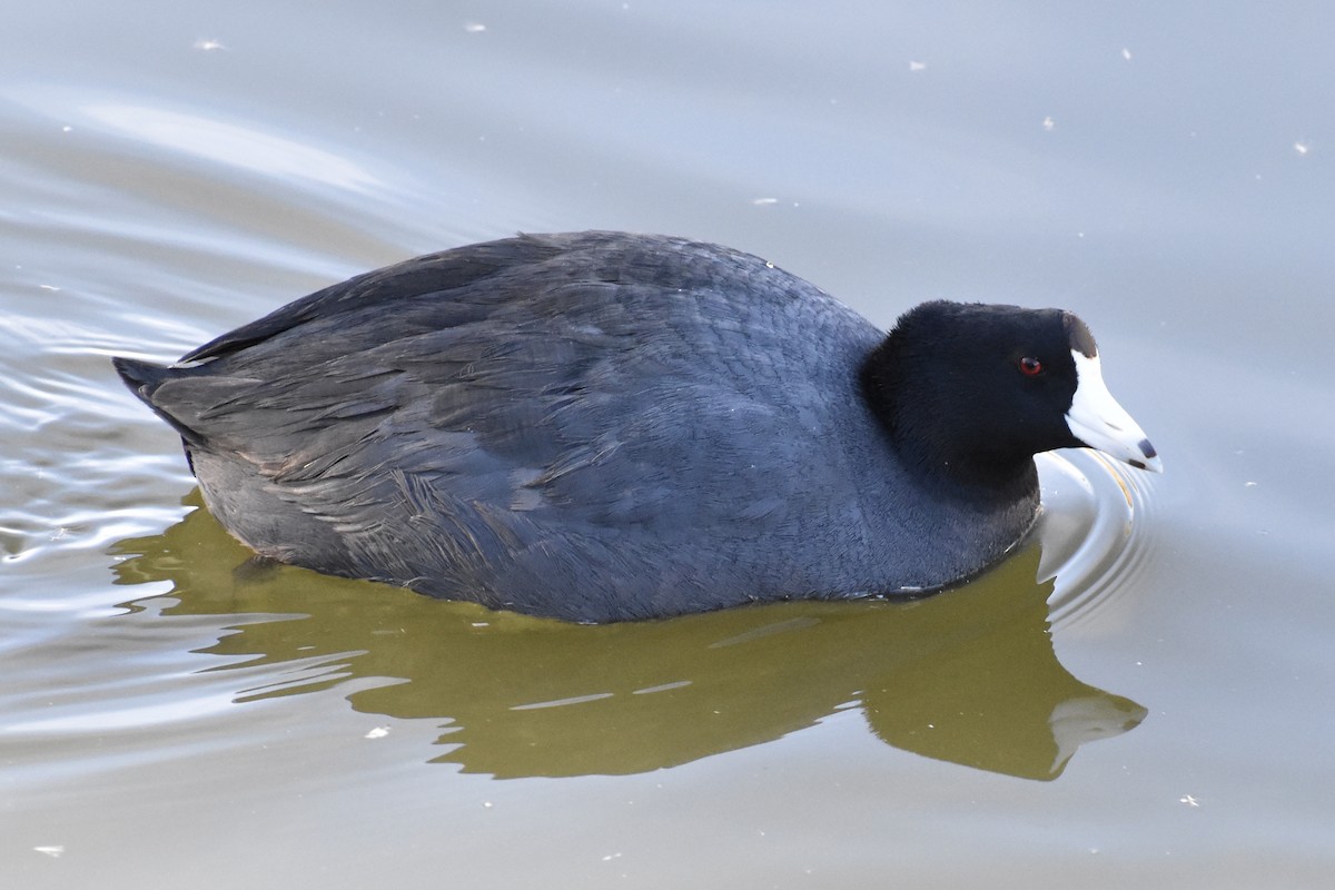 American Coot - Michelle Thurber