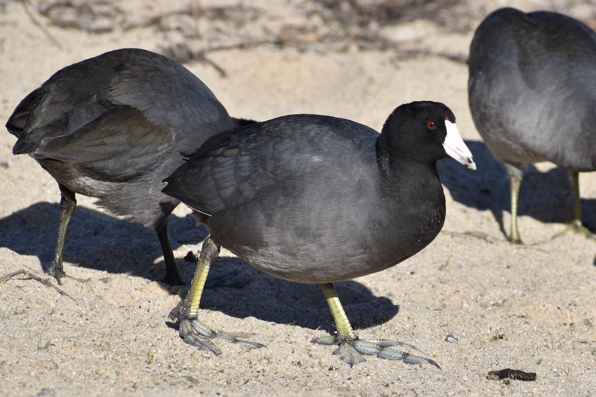 American Coot - Michelle Thurber