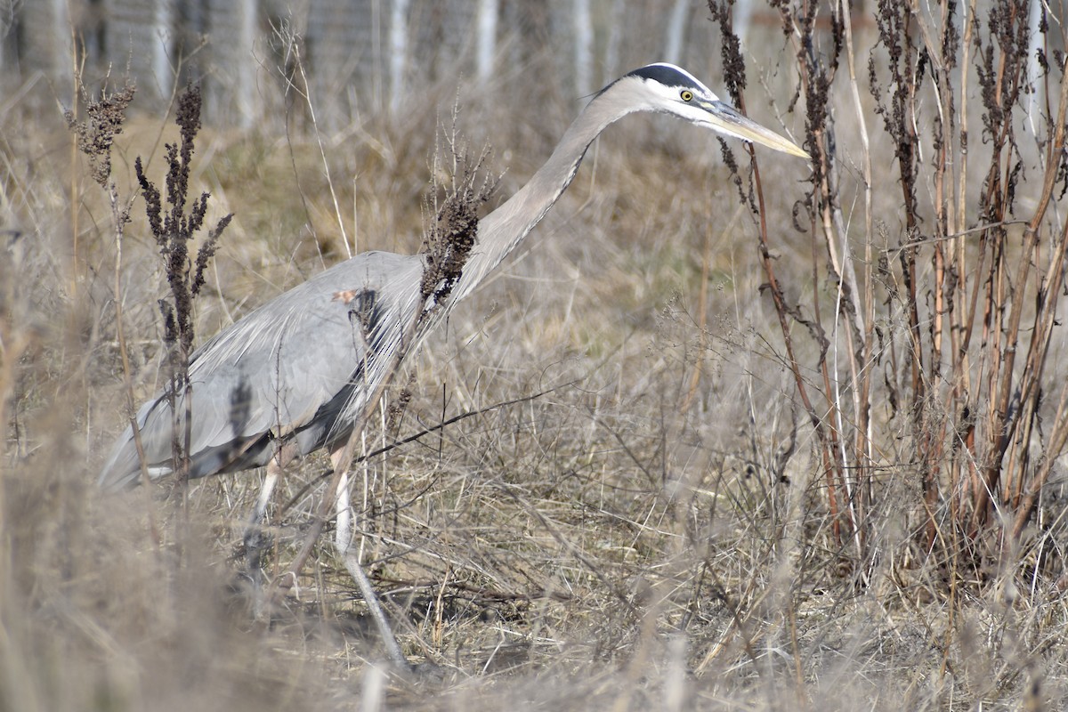 Great Blue Heron - Michelle Thurber