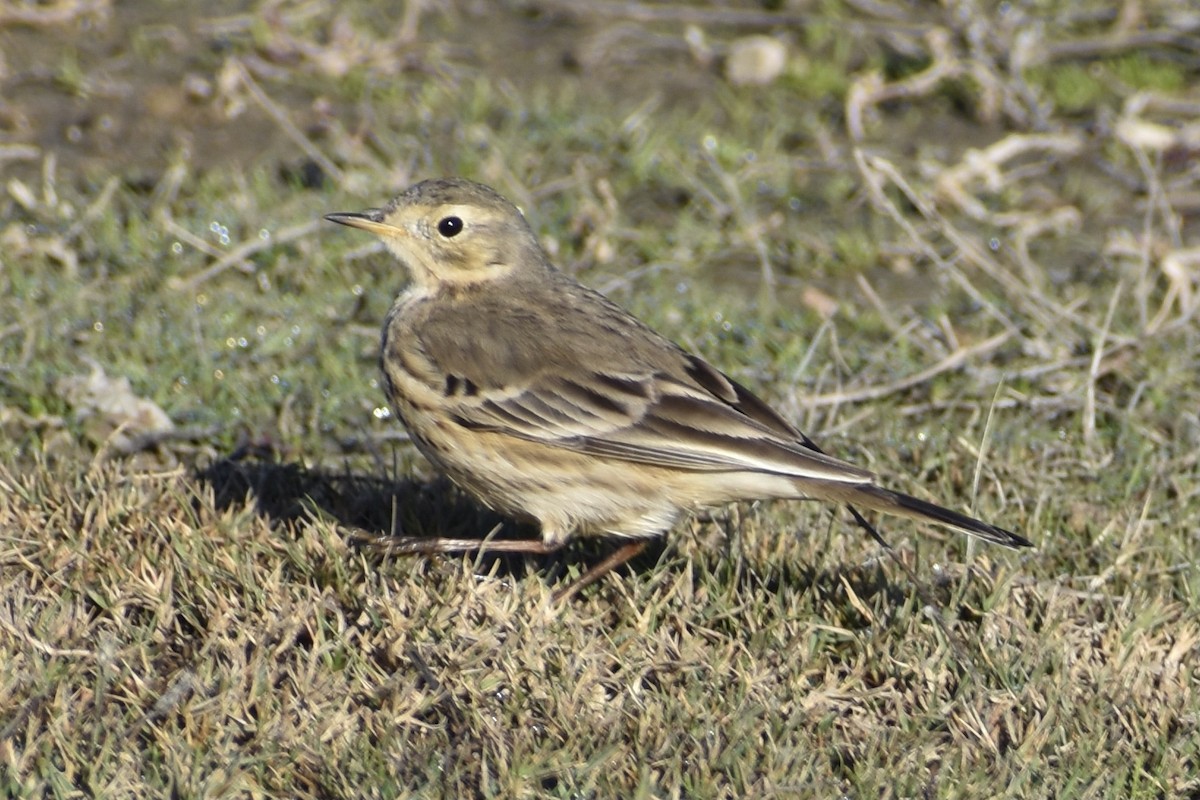 American Pipit - Michelle Thurber