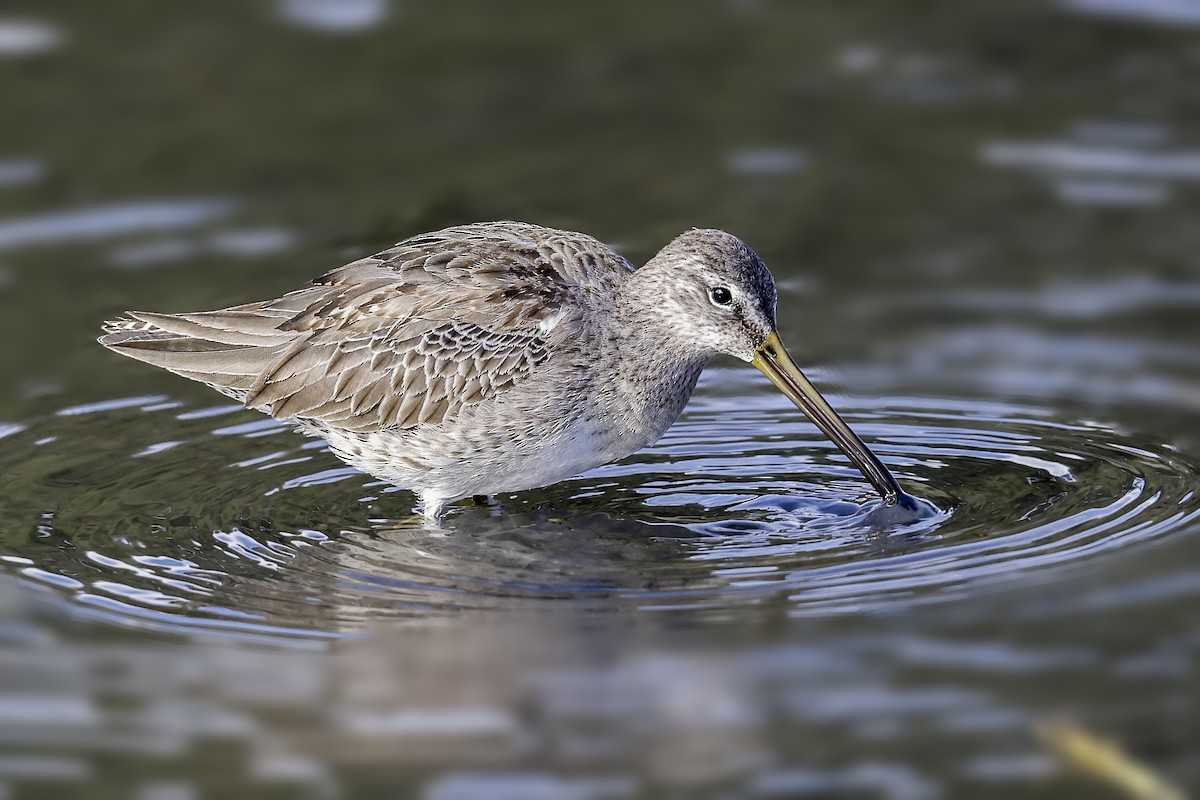 Long-billed Dowitcher - ML290764411