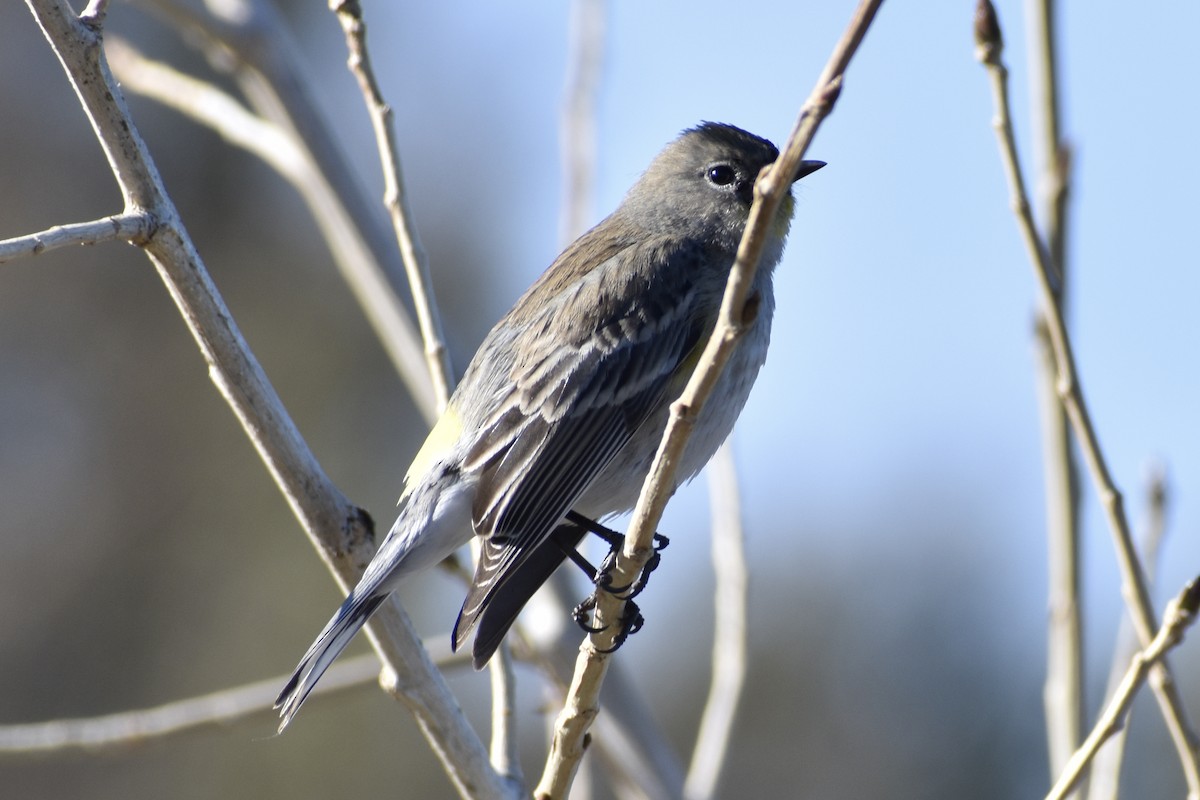 Yellow-rumped Warbler - Michelle Thurber