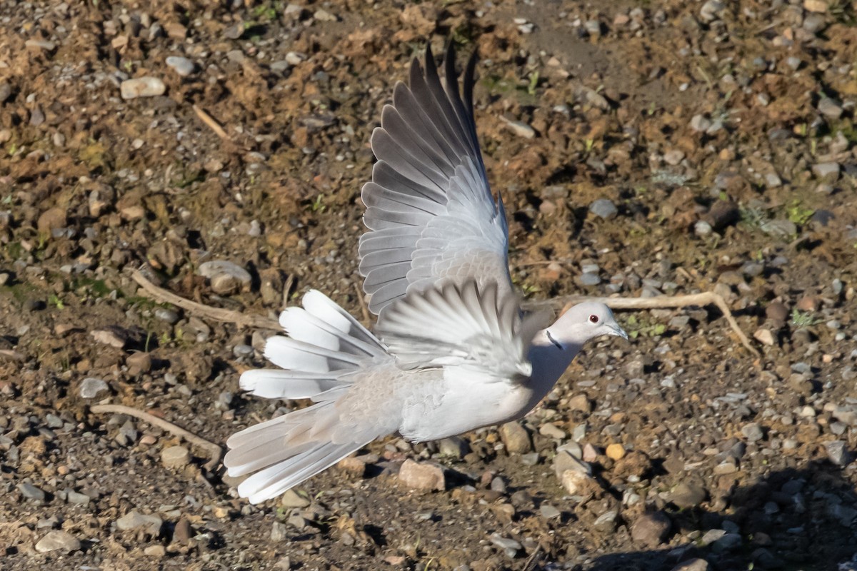 Eurasian Collared-Dove - ML290772251